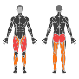 Dumbbell Jump affected muscles