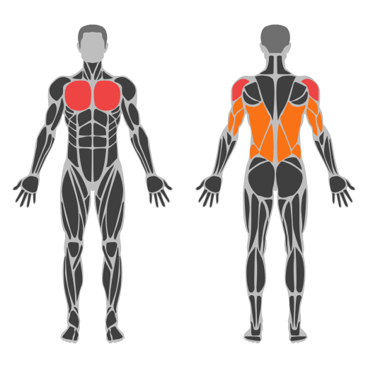 Dumbbell Pullover with Legs Raised affected muscles