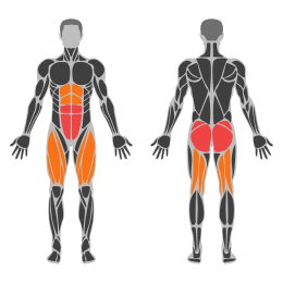 Hip Thrust affected muscles