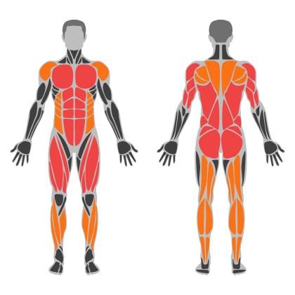 Full Body A affected muscles
