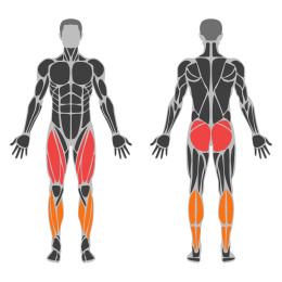 Stabillity Ball Wall Squat affected muscles