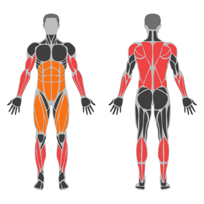 Upper Body / Pull affected muscles