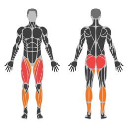 Sumo Squat affected muscles