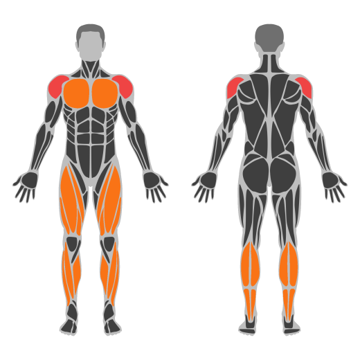 Barbell Push Press affected muscles