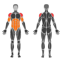 Full Planche affected muscles