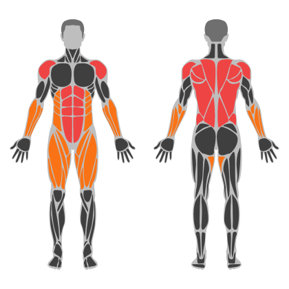 Upper Body Balance affected muscles