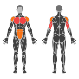 One-Arm Push-Up affected muscles