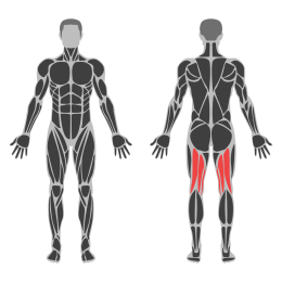 Smith Machibe Glute Kickback affected muscles