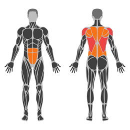 Alternate Renegade Row affected muscles