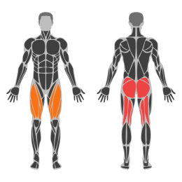 Glute Bridge affected muscles