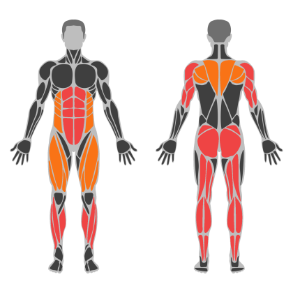 Legs affected muscles