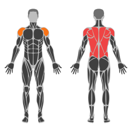 Alternate Bent Over Dumbbell Reverse Fly affected muscles