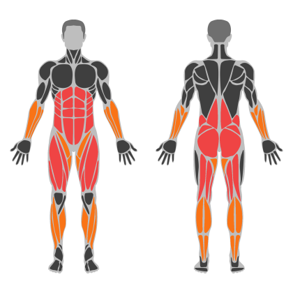 Legs and Glute Volume affected muscles