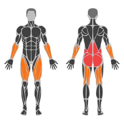 Rumunjsko mrtvo dizanje affected muscles