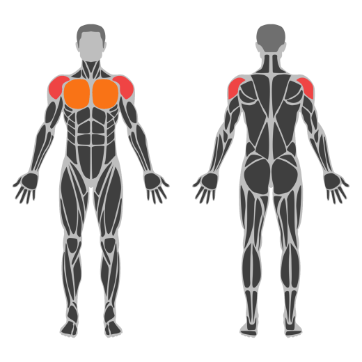 Dumbbell Alternate Hammer Front Raise affected muscles