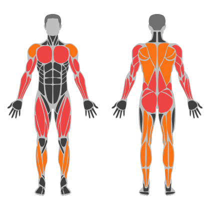 Full Body C affected muscles