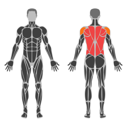 T-Bar Chest Suported Row affected muscles
