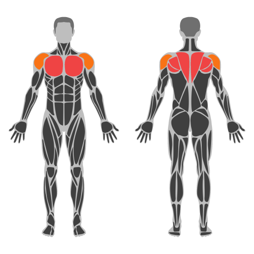 Wall Angel affected muscles