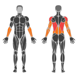 Pull-Up Wide Grip affected muscles
