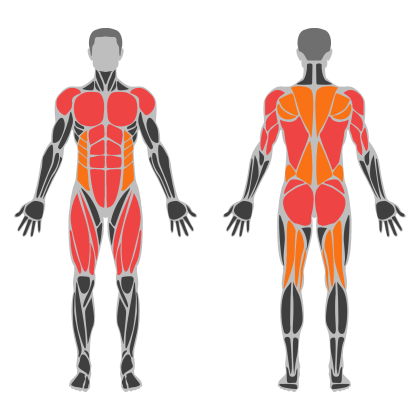 Full Body Circuit affected muscles